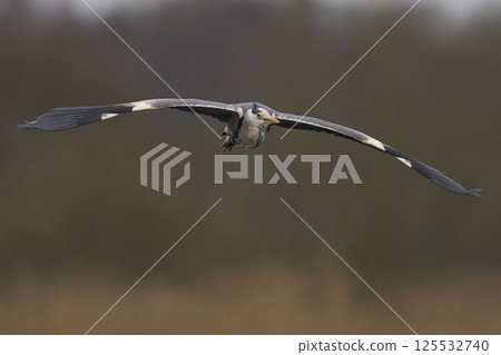 Grey Heron in flight 125532740