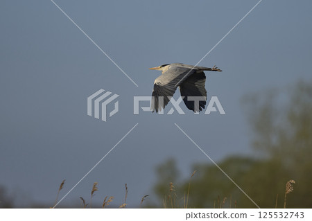 Grey Heron in flight Grey Heron in flight 125532743