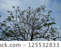 Trees 125532833