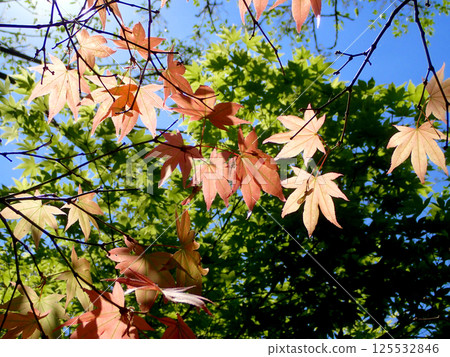 Momiji's young leaves 125532846