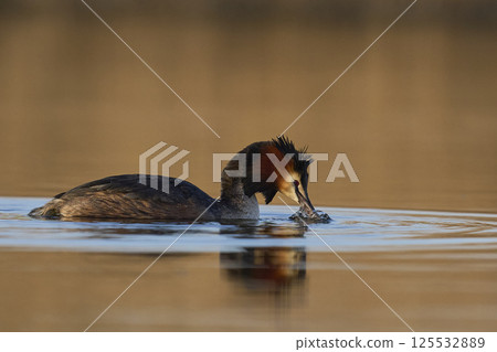 Great Crested Grebe 125532889