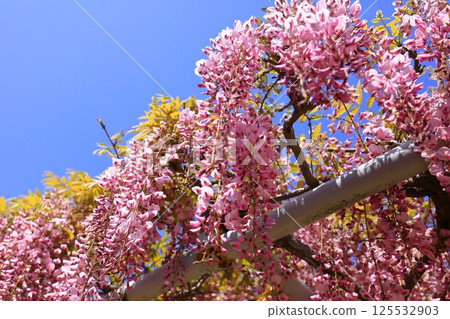 Wisteria flowers shining in the blue sky 125532903