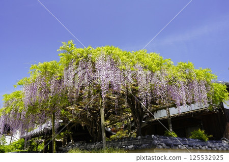 Wisteria flowers shining in the blue sky Wisteria flowers shining in the blue sky 125532925