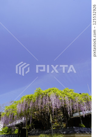 Wisteria flowers shining in the blue sky 125532926