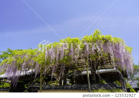 Wisteria flowers shining in the blue sky Wisteria flowers shining in the blue sky 125532927