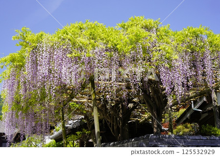 Wisteria flowers shining in the blue sky 125532929