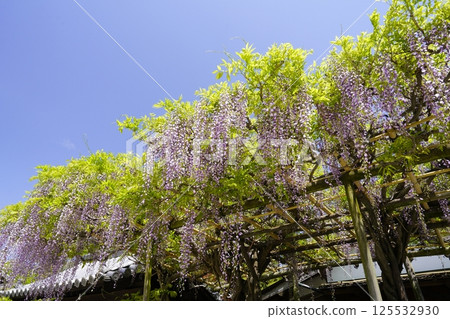 Wisteria flowers shining in the blue sky 125532930