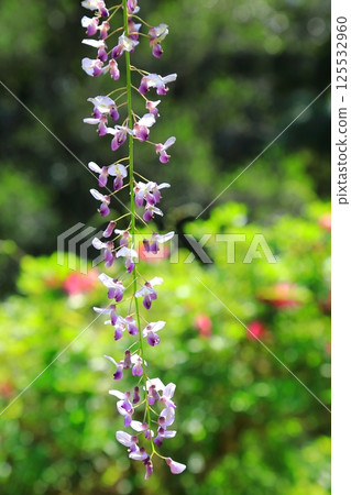 神社盛開的紫藤花 125532960