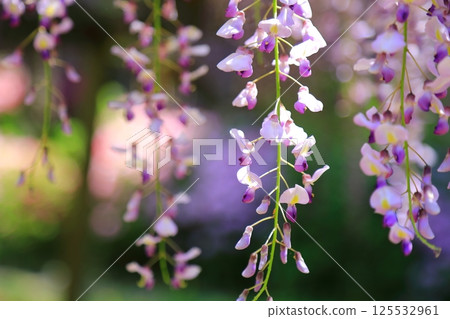 Wisteria flowers blooming at the shrine 125532961