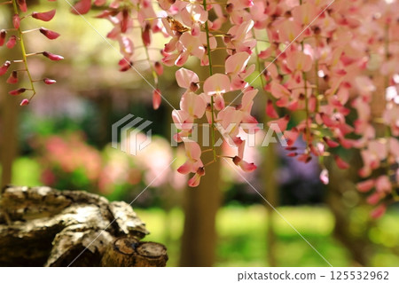 Wisteria flowers blooming at the shrine 125532962