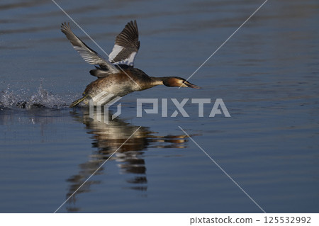 Great Crested Grebe chasing a rival Great Crested Grebe chasing a rival 125532992