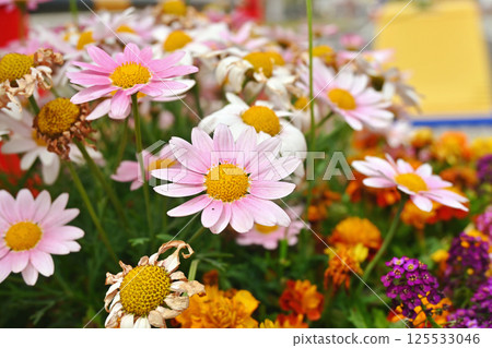 Flower garden of Margaret 125533046