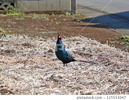 A pheasant standing in dead grass 125533047