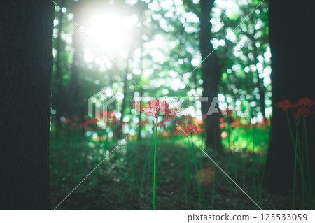 A cool-looking forest and red spider lilies 125533059