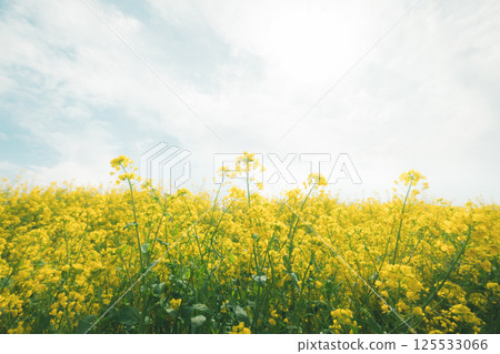 Rape blossoms in full bloom and the sky 125533066