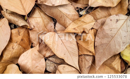Dry leave on the floor as the background texture 125533078