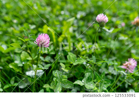Bright pink clover flowers flourish among vibrant green foliage on a sunny day. 125533091