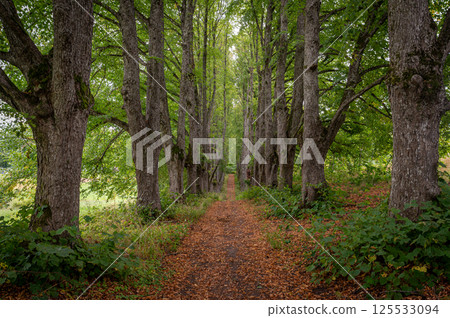Tranquil tree-lined pathway through lush greenery during autumn in a serene forest 125533094
