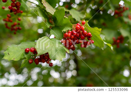 Clusters of vibrant red berries grow among green foliage in a verdant woodland. 125533096