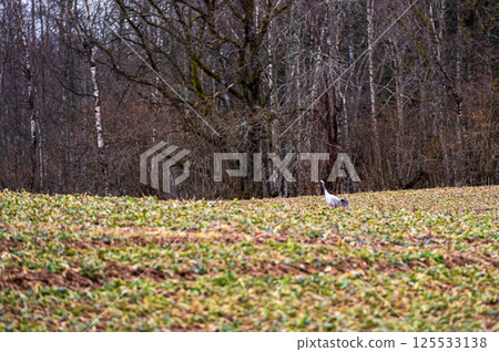 A solitary bird forages in a lush green field surrounded by barren trees in early spring A solitary bird forages in a lush green field surrounded by barren trees in early spring 125533138