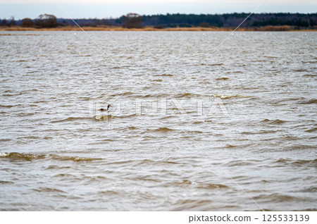 A lone bird swims across the calm waters of a serene lake in early spring A lone bird swims across the calm waters of a serene lake in early spring 125533139