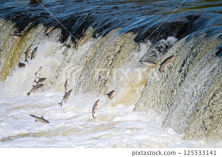 The Venta Rapid waterfall in May with fish jumping out of the water in Kuldiga in Latvia 125533141