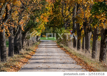 Autumn colors lining the gravel road in a quiet countryside setting during sunny daytime 125533518