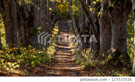 A tranquil forest path lined with trees showcasing vibrant autumn colors during daylight A tranquil forest path lined with trees showcasing vibrant autumn colors during daylight 125533526