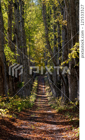 A scenic tree-lined path through the forest during autumn colorful transformation A scenic tree-lined path through the forest during autumn colorful transformation 125533527