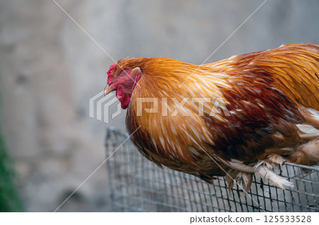 A colorful rooster perched on a fence in a farmyard during early morning hours A colorful rooster perched on a fence in a farmyard during early morning hours 125533528