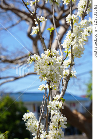 White flower Suishin White flower Suishin 125533563