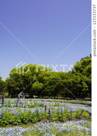 Blue flowers blooming in a park flowerbed: Nemophila Blue flowers blooming in a park flowerbed: Nemophila 125533737