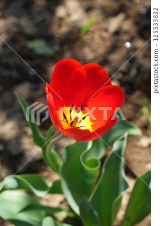 Tulip flower 125533832