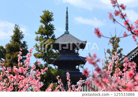 【岡山縣】春天備中國分寺的桃花盛開（桃花與五重塔） 125533866