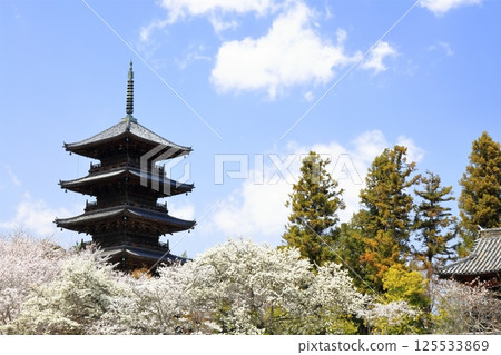 [岡山縣]春天的備中國分寺（櫻花和五重塔） 125533869