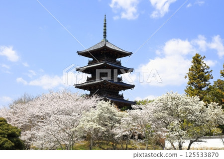 [Okayama Prefecture] Bicchukokubunji Temple in spring (cherry blossoms and five-story pagoda) 125533870