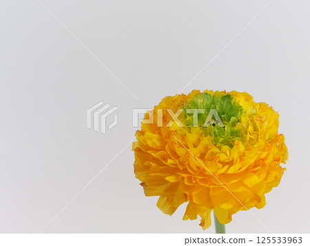 橙色毛茛花 125533963