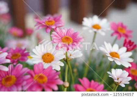 A garden full of daisy flowers of various colors A garden full of daisy flowers of various colors 125534057