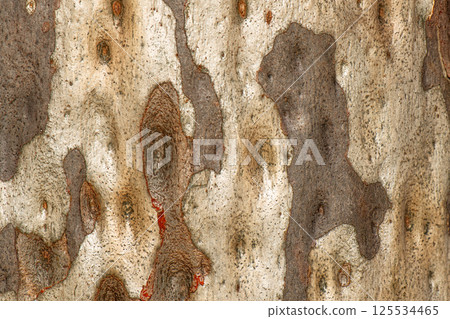 Eucalyptus Tree Bark 125534465