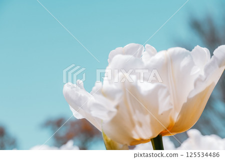 White tulips blooming against the blue sky White tulips blooming against the blue sky 125534486