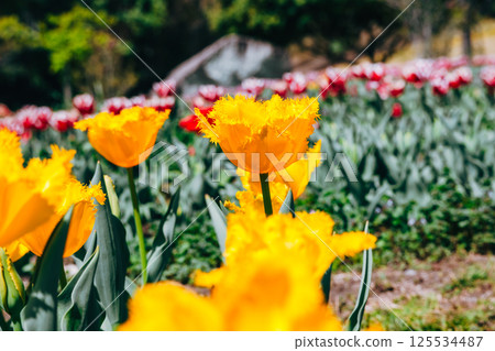 黃色鬱金香 黃色鬱金香 125534487