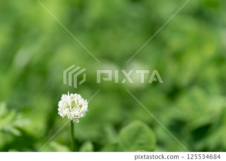 Small white flowers 125534684