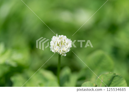 Small white flowers Small white flowers 125534685