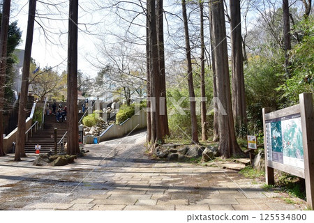 川崎市：生田綠地的水杉林及觀光資訊板 125534800