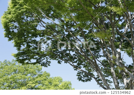 清新的綠色和藍天 125534962