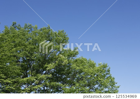 Fresh green and blue sky Fresh green and blue sky 125534969