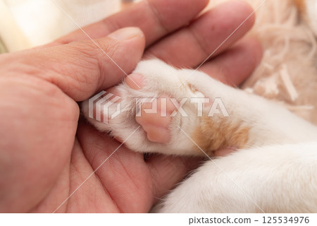 Person touching cute cat's paw 125534976