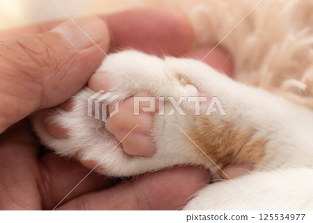 Person touching cute cat's paw 125534977