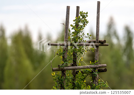 Wooden trellis for plants in the forest. Selective focus. Shallow depth of field 125535007
