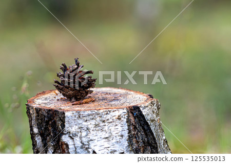 Pine cone on a stump in the forest. Selective focus Pine cone on a stump in the forest. Selective focus 125535013
